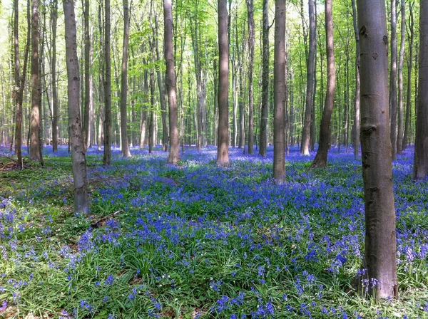 Голубой лес. Лес с красивым фиолетовым ковром из колокольчиков, которые цветут в весенний сезон — стоковое фото