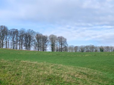 Trees without leaves on a farm land against a blue sky. Winter season