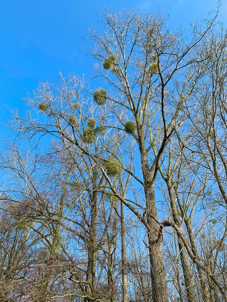 Деревья без листьев и множество птичьих гнезд против голубого неба. Зимняя сцена — стоковое фото
