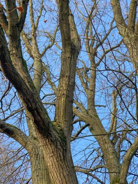 Trees without leaves against a blue sky. Bottom-up view. 