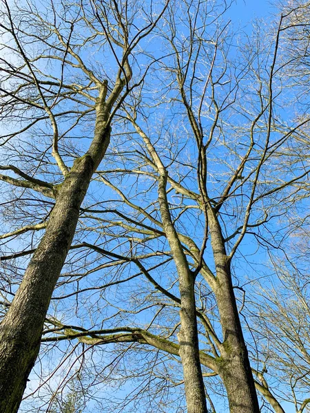 Деревья без листьев на фоне голубого неба. Вид снизу вверх . — стоковое фото