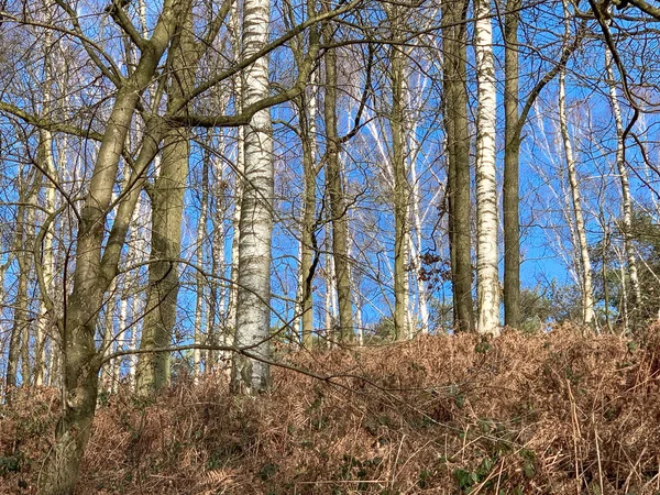 Bäume ohne Blätter vor blauem Himmel. Bottom-up-Ansicht. — Stockfoto
