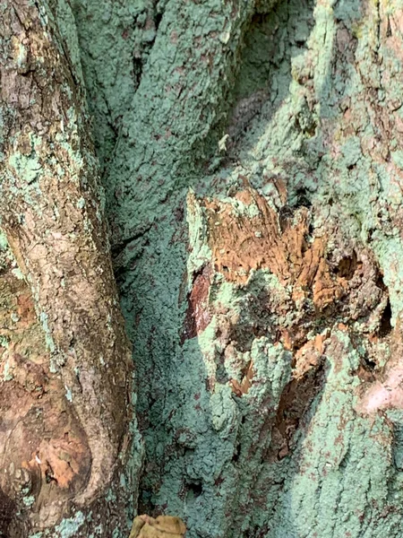 Detalle del tronco del árbol. Corteza de tronco de árbol viejo — Foto de Stock