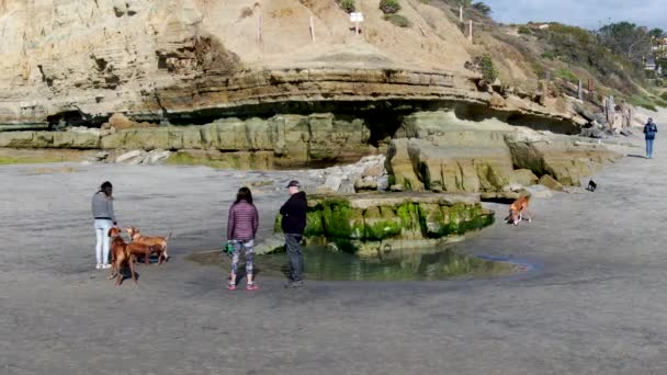 Hundeleine am Del Mar North Beach, Menschen, die mit ihren Hunden am Strand spazieren gehen und spielen — Stockvideo