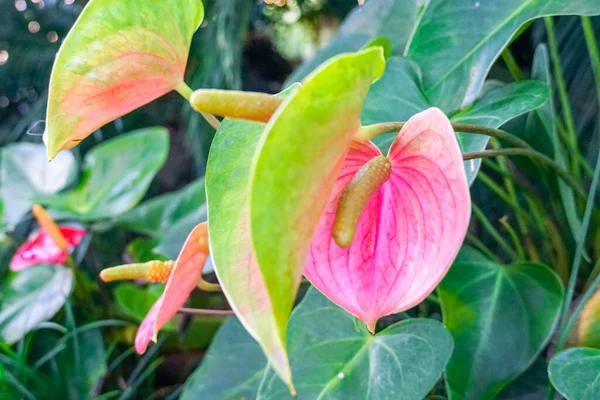 Κόκκινο και ροζ ανθούριο ρέει ονομάζεται επίσης tailflower, φλαμίνγκο λουλούδι, laceleaf — Φωτογραφία Αρχείου