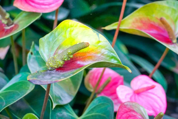 Red and pink anthurium flowes named also tailflower, flamingo flower, laceleaf — Stock Photo, Image