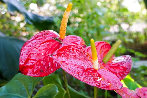 Κόκκινο και ροζ ανθούριο ρέει ονομάζεται επίσης tailflower, φλαμίνγκο λουλούδι, laceleaf — Φωτογραφία Αρχείου