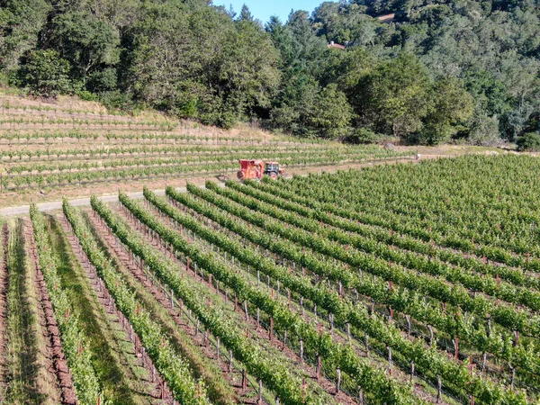 Farm tractor spraying pesticides and insecticides herbicides over green vineyard field. — Stock Photo, Image