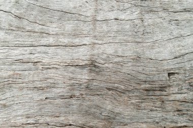 Doğa ağacı dokusu arka plan deseni.