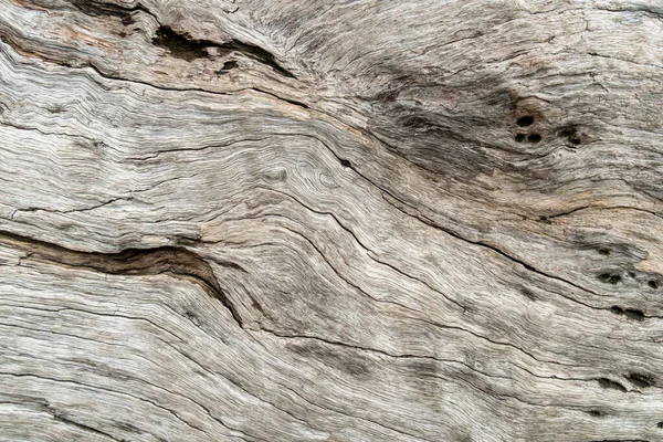 Nature wood tree texture background pattern. — Stock Photo, Image