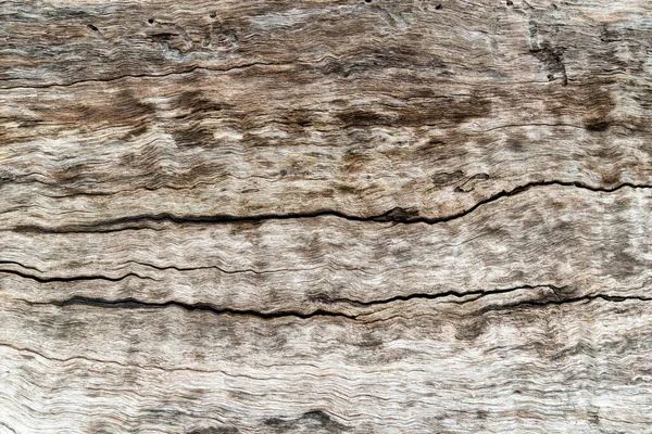 Nature wood tree texture background pattern. — Stock Photo, Image