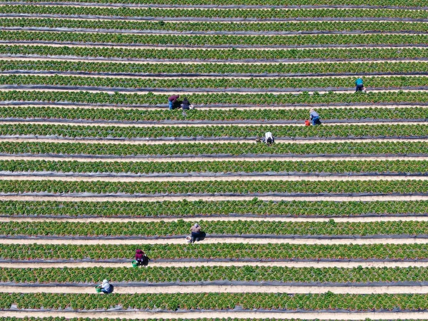 Letecký pohled shora na zelenou zemědělskou půdu a zemědělce pracující — Stock fotografie