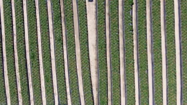 Vista aérea superior das terras agrícolas verdes e do trabalho do agricultor — Vídeo de Stock