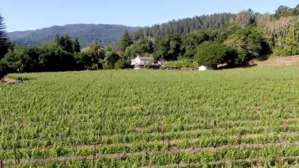 Légi kilátás Napa Valley szőlőültetvény táj — Stock videók