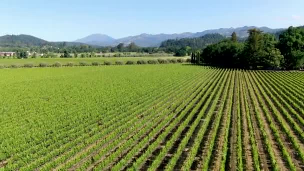 Vista aérea del paisaje del viñedo del Valle de Napa — Vídeos de Stock