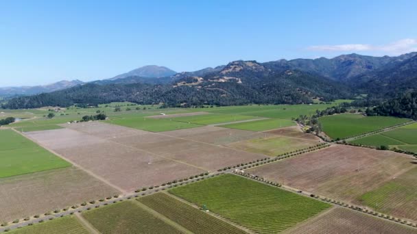 Aerial view of Napa Valley vineyard landscape — Stock Video