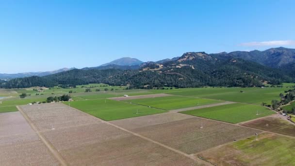 Aerial view of Napa Valley vineyard landscape — Stock Video