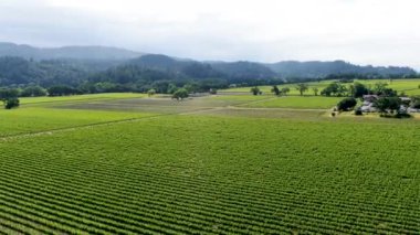 Napa Vadisi üzüm bağı manzarası 