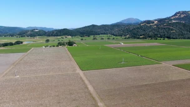 Vista aérea del paisaje del viñedo del Valle de Napa — Vídeos de Stock