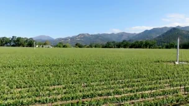 Vista aérea del paisaje del viñedo del Valle de Napa — Vídeos de Stock