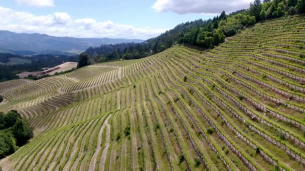 Légi kilátás Napa Valley szőlőültetvény táj — Stock videók