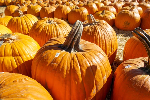 Grupo de abóboras de laranja na feira local de Halloween ao ar livre — Fotografia de Stock