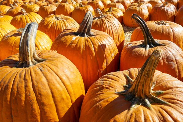 Grupo de abóboras de laranja na feira local de Halloween ao ar livre — Fotografia de Stock