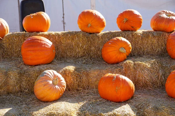 Grupo de abóboras de laranja na feira local de Halloween ao ar livre — Fotografia de Stock