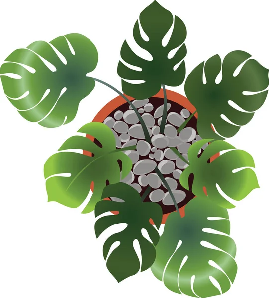 Тропический Цветок Горшке Вид Сверху Векторная Иллюстрация Растения Монстра Большими Стоковый вектор