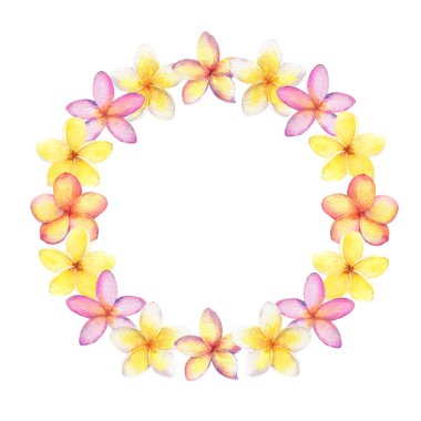 El çizimi suluboya plumeria (frangipani) çelengi beyaz arkaplanda izole edildi.