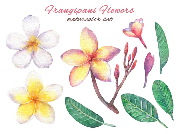 Watercolor Set Tropical Flowers Plumeria Frangipani — Stock Photo, Image