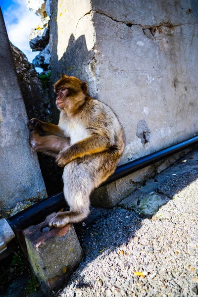 Gibraltar Berbería mono —  Fotos de Stock