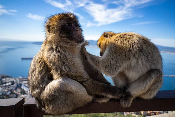 Gibraltar Berbería mono —  Fotos de Stock