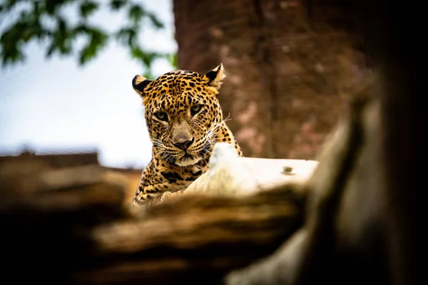 Head of a Leopard — Stock Photo, Image