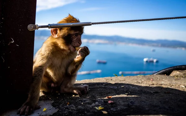 Gibraltar Berbería mono —  Fotos de Stock