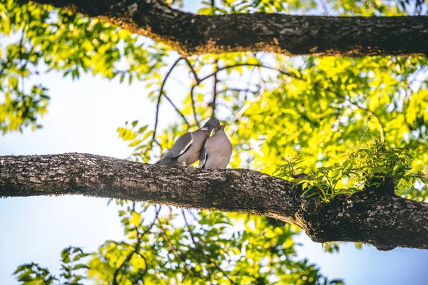 Bir Ağacın Dalında Oturan Iki Güvercin — Stok fotoğraf