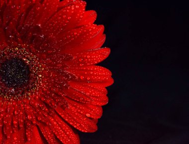 Kızıl gerbera 11 Temmuz 2019 gecesi su damlalarında