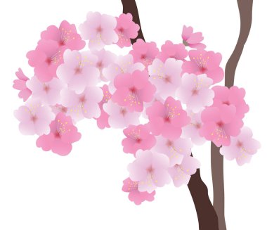 vektör kiraz çiçeği
