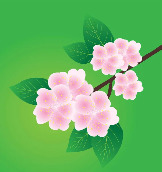 Vector apple blossom flowers — Stock Vector