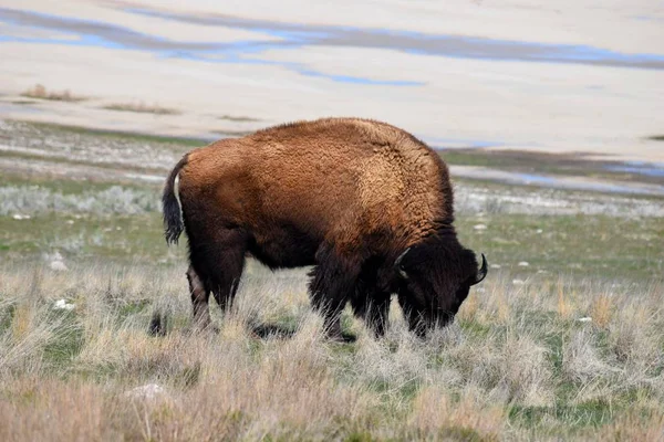 Foto de bisonte americano — Foto de Stock