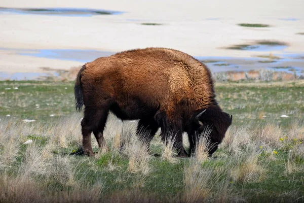 Foto de bisonte americano — Foto de Stock