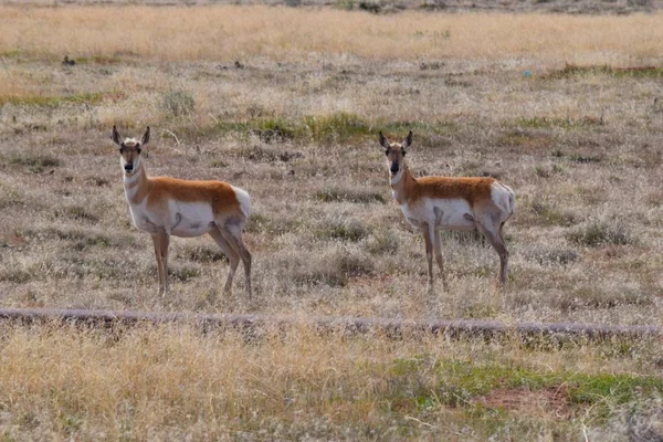 Photo de l'antilope de pronghorn — Photo