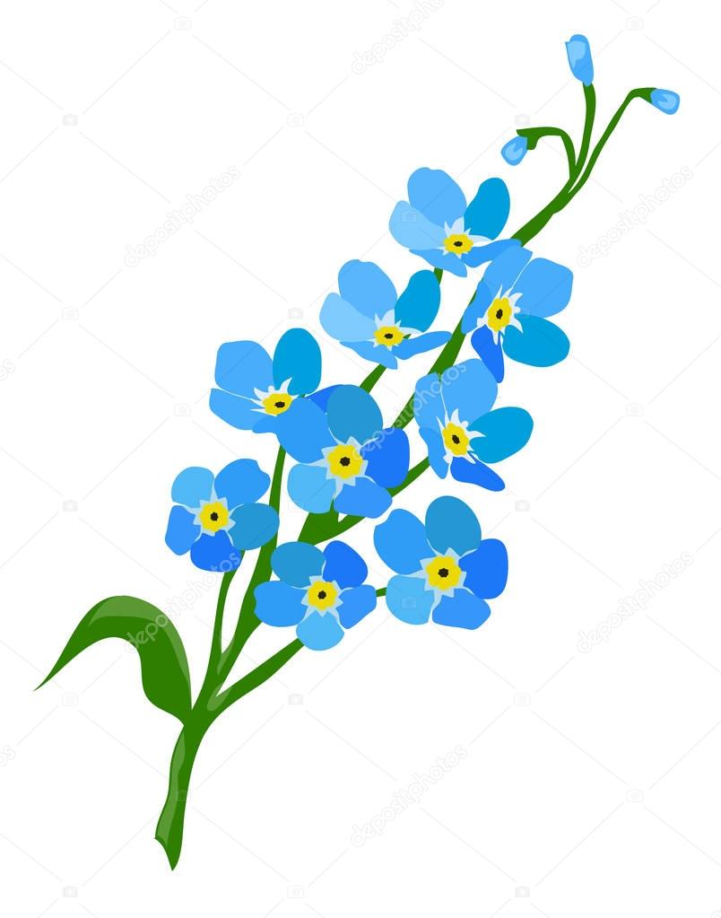 Forget Me Not Flower