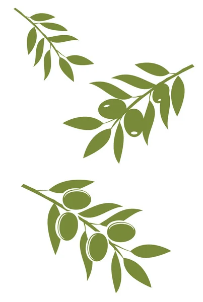 Gałązki oliwne wektor — Wektor stockowy