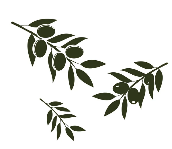 Olive Branches Vector — Stock Vector