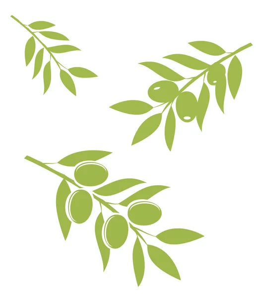 Olive Branches Vector — Stock Vector