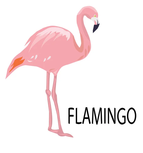 Vector rosa flamingo — Stock vektor