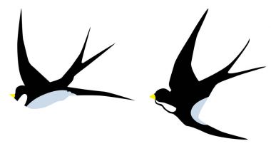 Vektör Swallow kuşlar