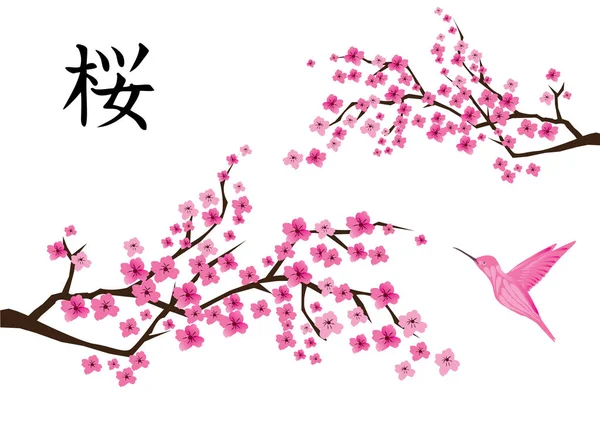 Vector cherry blossom — Stockvector