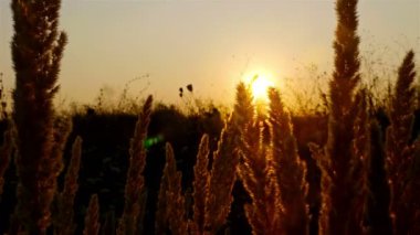 Hasır otu ile bir alanda günbatımı